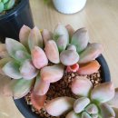 다산프리티다육