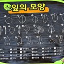 잎의 모양,배열,엽맥 이미지