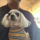 코끼리세차장 이미지