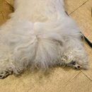 선유애견 이미지