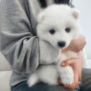 2개월 사모예드 분양합니다 분양가 70만원 문의주세용 이미지