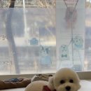 축복 펫살롱 이미지