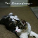 블루드라이어드 이미지