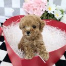 가온펫(안심분양센터) 이미지