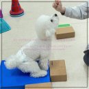 신세계 애견미용샵 | 광주 애견미용추천, 마마스미독펜트하우스 애견미용샵 솔직 후기!