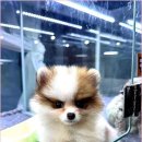 부산강아지분양 드림독 안심분양센터 부산점 | 부산강아지분양드림독안심분양센터부산점 정말 최고인거 같아요 ㅎㅎ 부산강아지분양