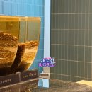 만년로 | 스벅 스위트밀크커피 및 에어로카노 신메뉴 이용 후기 및 커스텀 추천