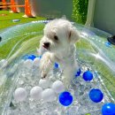 맘바이 루프탑 테라스 강아지 애견호텔 애견유치원 이미지