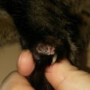 세림동물병원 이미지