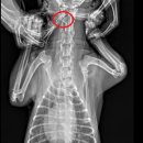 일광해빛동물병원 이미지