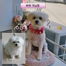 원창로 | 가정동 애견미용 | 스트레스 최소화 강아지 미용 빠몽펫살롱 재재방문 후기