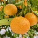 신효동-14 이미지