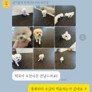 같이할개 반려견유치원 대전점 | 애견 :: [대전 서구 강아지유치원] 같이할개 애견유치원 대전점에서의 맞춤형 교육 후기