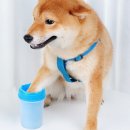 애완족