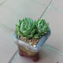 원*종 이미지