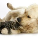 개와고양이 이미지