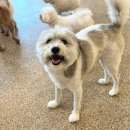 헬로우버디 이미지