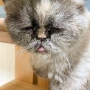 좋은 친구들 동물병원 이미지