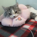 베리굿동물병원 이미지