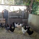 쟁골농장 이미지