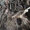 오지7구 이미지