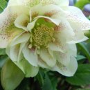 안이하우스 이미지