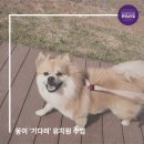 스퀘어독스 롯데남악점 이미지