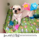 미니 & 바니 애견샵 이미지