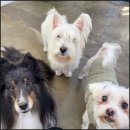 애견카페왕 이미지