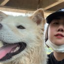 유림켄넬 | 용보협 유기견 출신 달이(믹스견,8개월,20kg) 입양 준비물 비용 및 리뷰 - 초보견주는 모든게 어려워요!