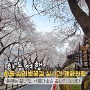 화개중학교 | 2026 하동 십리벚꽃길 실시간 개화 현황: 축제 직후 주차 꿀팁과 새로워진 산책로 정비 소식