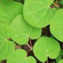 달콤한 나무 이미지