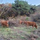 근성목장 이미지