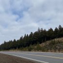 제주모아나펜션 | [제주도 3박 4일 자유여행] Day3-4 사려니 숲길, 함덕 해수욕장, 떡하니(+총경비 공개)