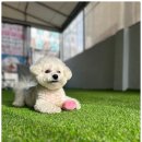 비비펫미용 이미지