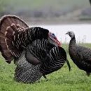 국가 Turkey와 칠면조 이미지