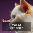 멍냥반점
