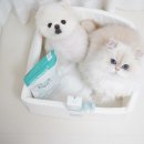 강아지톡 | 백내장 예방에 도움을 주는 퓨어톡 강아지 고양이 인공 눈물 사용 후기