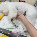 내 아이를 위한 프리미엄 수성구 애견미용실 &#39;멍멍블리&#39;찐 후기