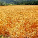 밀밭 이미지