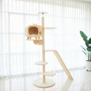 오로라 캣 이미지