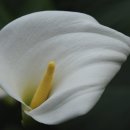 아산 세계꽃식물원 (1) 이미지