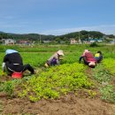 용재농장 이미지