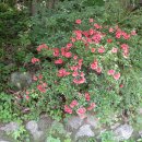 홍류동 화장실 이미지