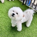 수원반려견유치원 반려견호텔 오십케이 네이버블로그