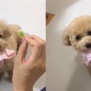 감자캣 이미지