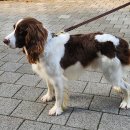 올리브동물병원 | 고척 올리브동물병원 강아지 미용 후기, 필요한 부분만 깔끔하게