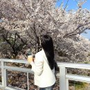 운중천(좌로) | 판교 벚꽃 명소 🌸 봇들교 산책 코스 왜 이제 알았지?