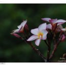 플루메리아 이미지