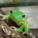 개굴개굴 이미지